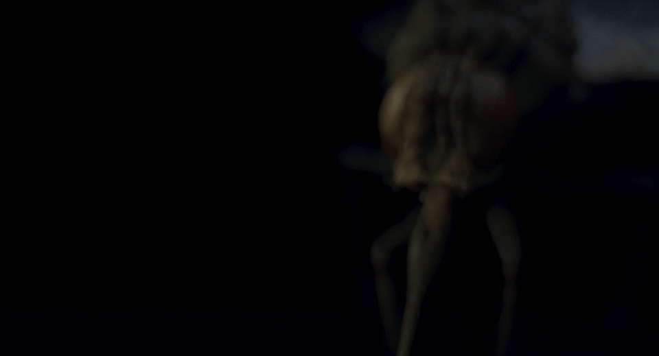 3D Fly rendered with Renderman