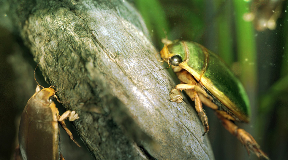 Very realistic render of insects by Maxwell